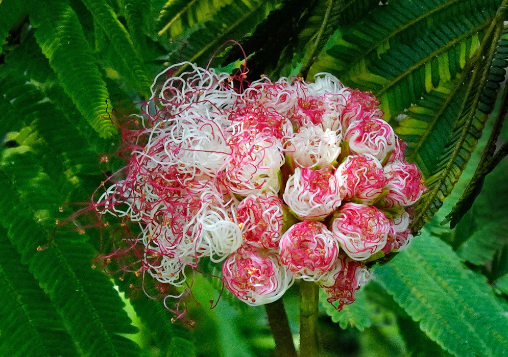 Calliandra pittieri Flower Cluster A dense spherical cluster of Calliandra pittieri flower buds and blooms with coiled white and pink stamens set against green bipinnate leaves