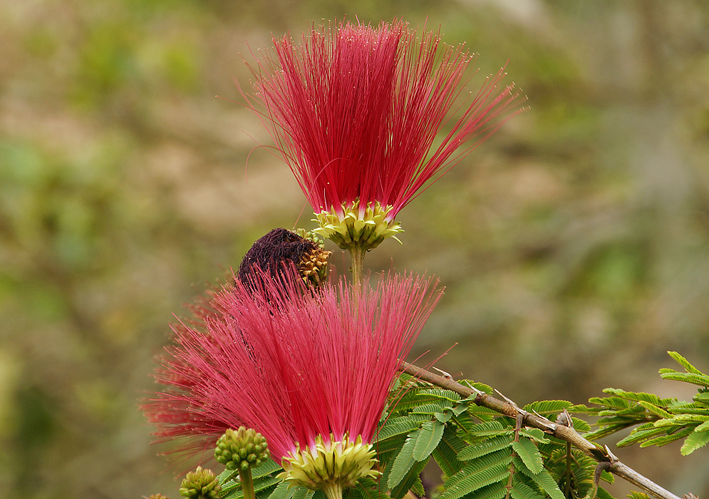 Calliandra purdiaei flowers with long red stamens