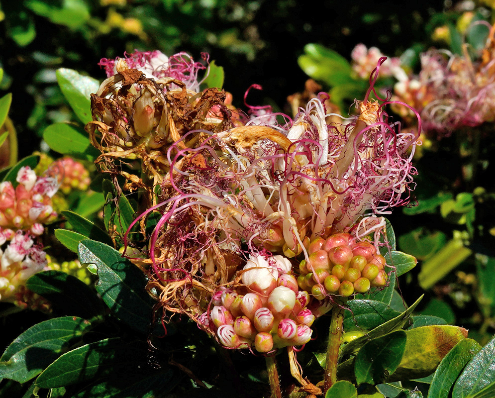 A compact powderpuff bloom of Calliandra riparia showing tight pink-and-cream buds and untangling threadlike stamens amid glossy green foliage