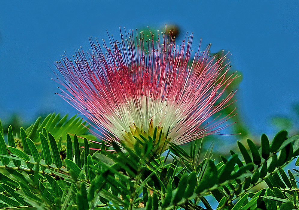 Calliandra surinamensis flower with a yellow sepal with long stamens the lower portion white and the upper portion pink 