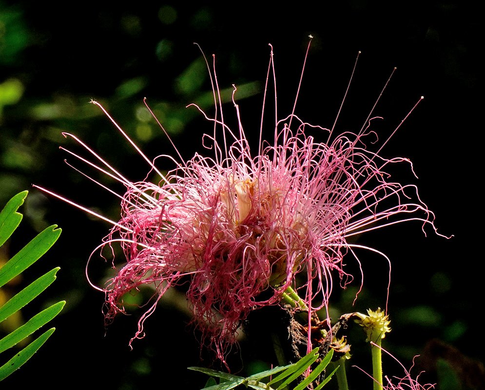 A fading pink flower of Calliandra surinamensis with curling filaments and scattered stamens, set against a dark leafy background and accompanied by a fern-like leaf