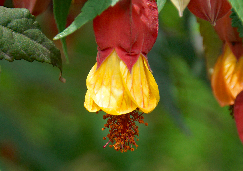 Yellow petals, red sepal and orange anthers