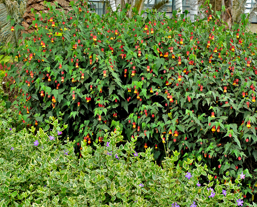 A flowering Callianthe megapotamica shrub