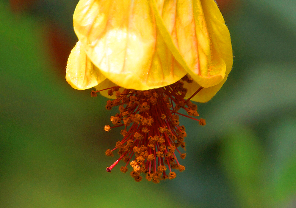 Orange anthers and yellow petals