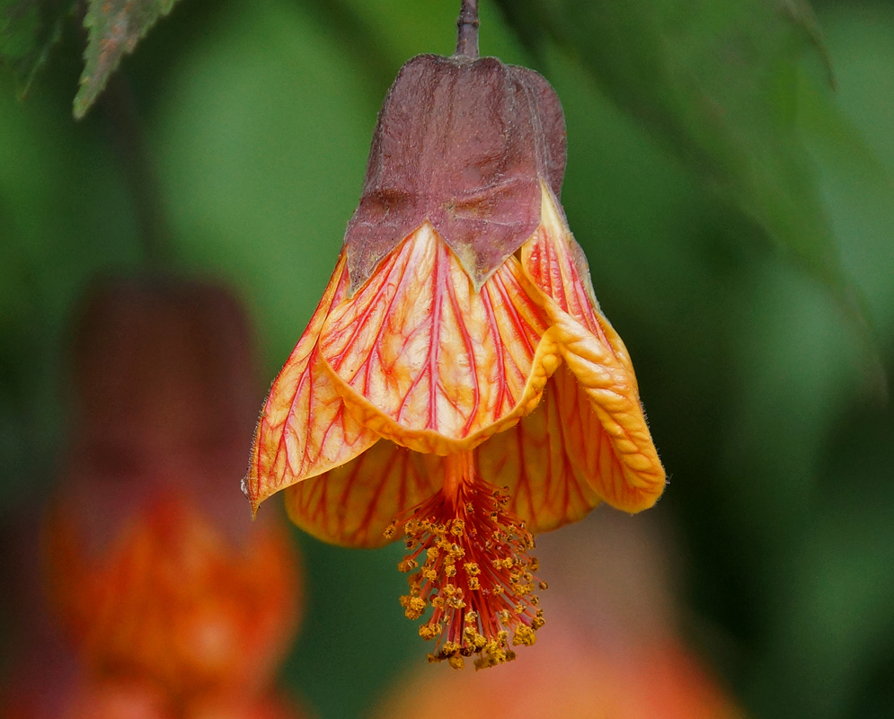 An orange Callianthe picta  flower with red veins, yellow anthers and orange filaments