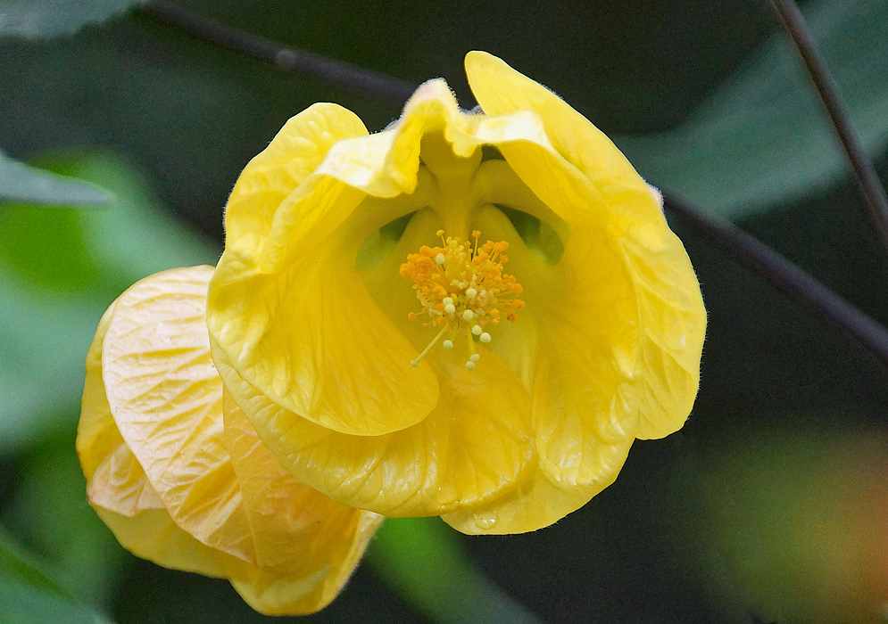 Yellow Callianthe flower