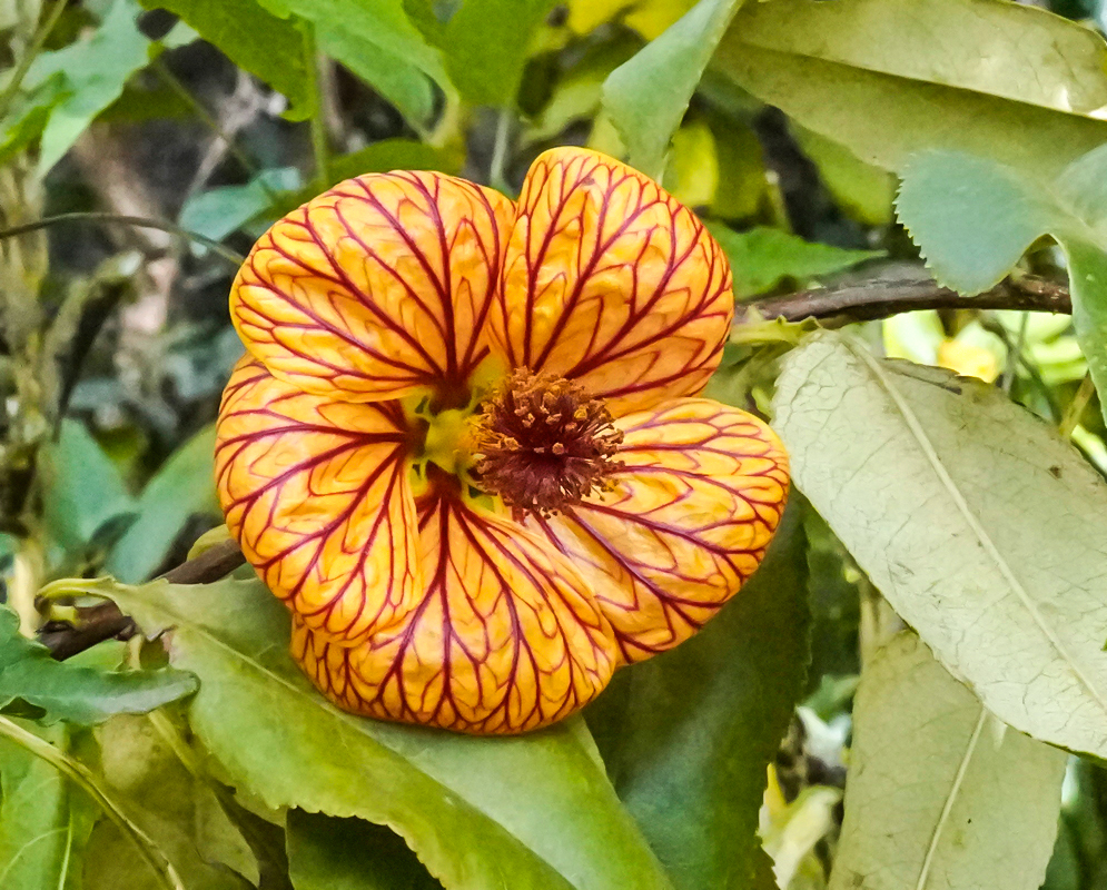 Orange Callianthe picta flower with red veins