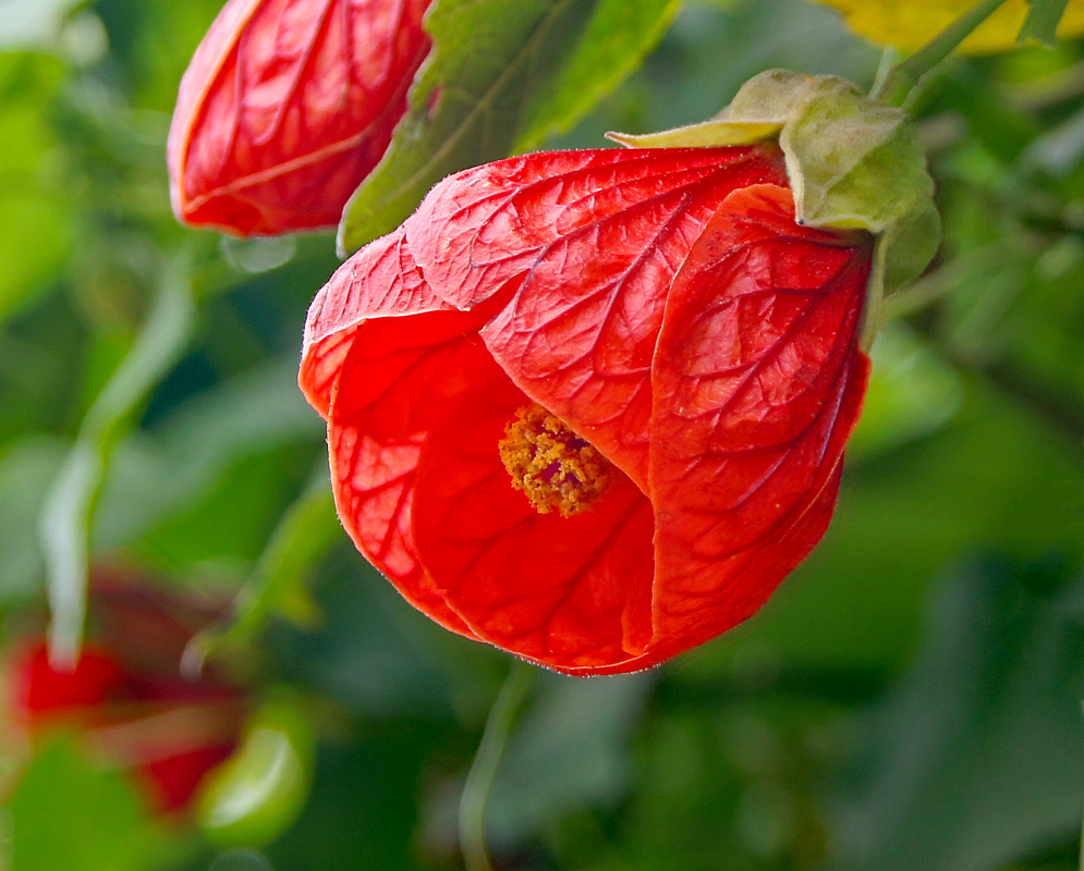 Bright red Callianthe flower with orange-yellow stamens