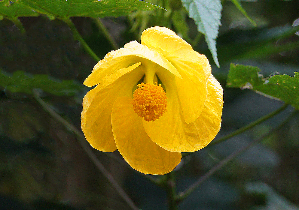 Pure yellow Callianthe flower