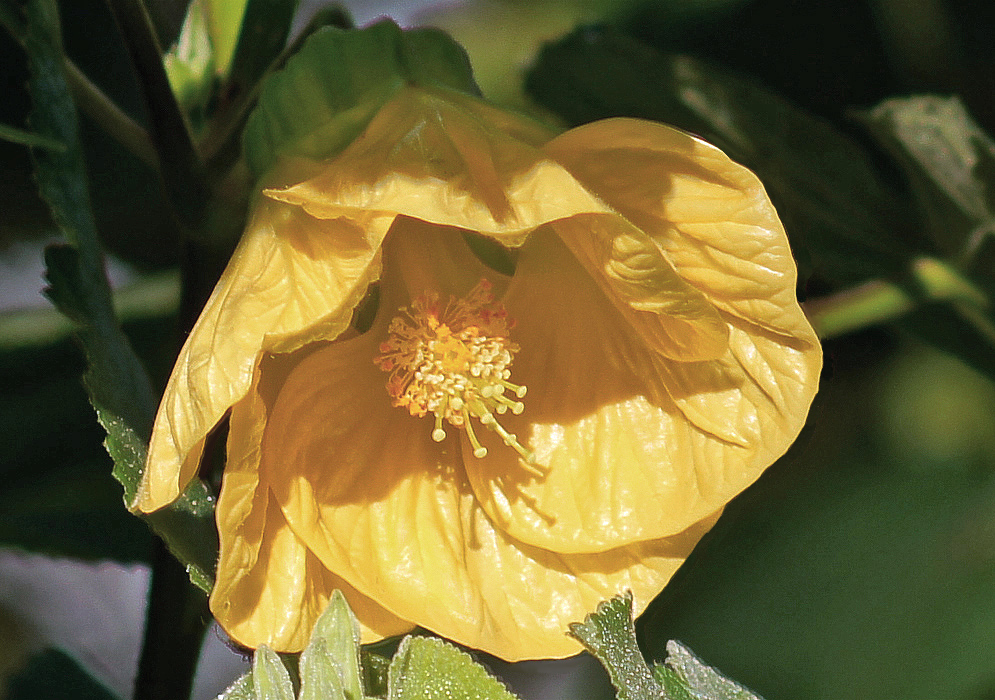 Bright sunny yellow Callianthe picta flower