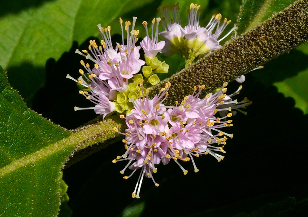Callicarpa americana Flower Clusters Small clusters of pale purple Callicarpa americana flowers with yellow-tipped stamens emerging along a fuzzy stem with green leaves