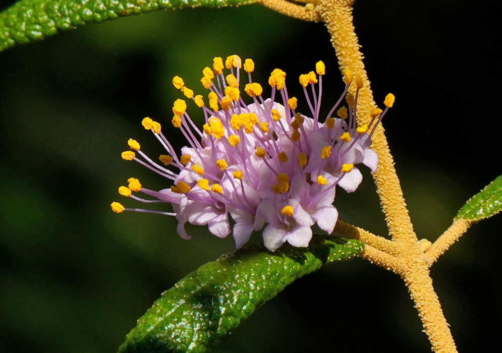 Callicarpa hitchcockii Flower Cluster A close-up of a Callicarpa hitchcockii flower cluster with pale purple petals and prominent yellow-tipped stamens emerging from a densely textured golden stem