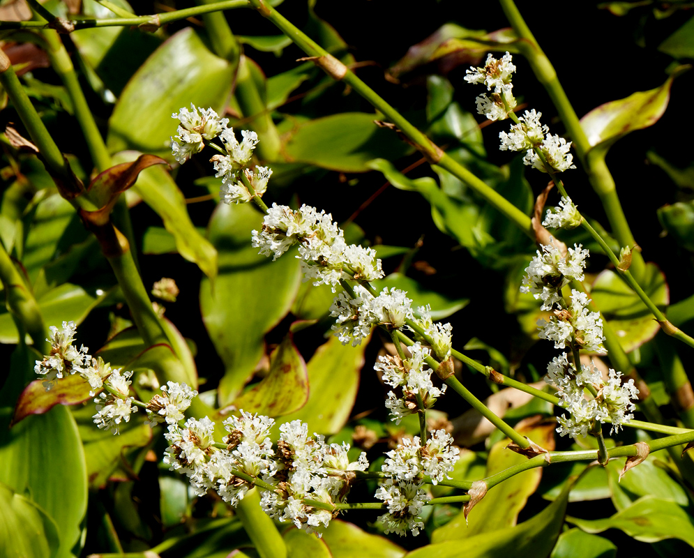Callisia fragrans White Flowers Close-up of several delicate white flowers of the Callisia fragrans plant blooming along long green stems, surrounded by thick tropical foliage