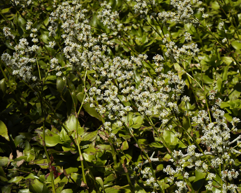 Callisia fragrans spikes with white flowers