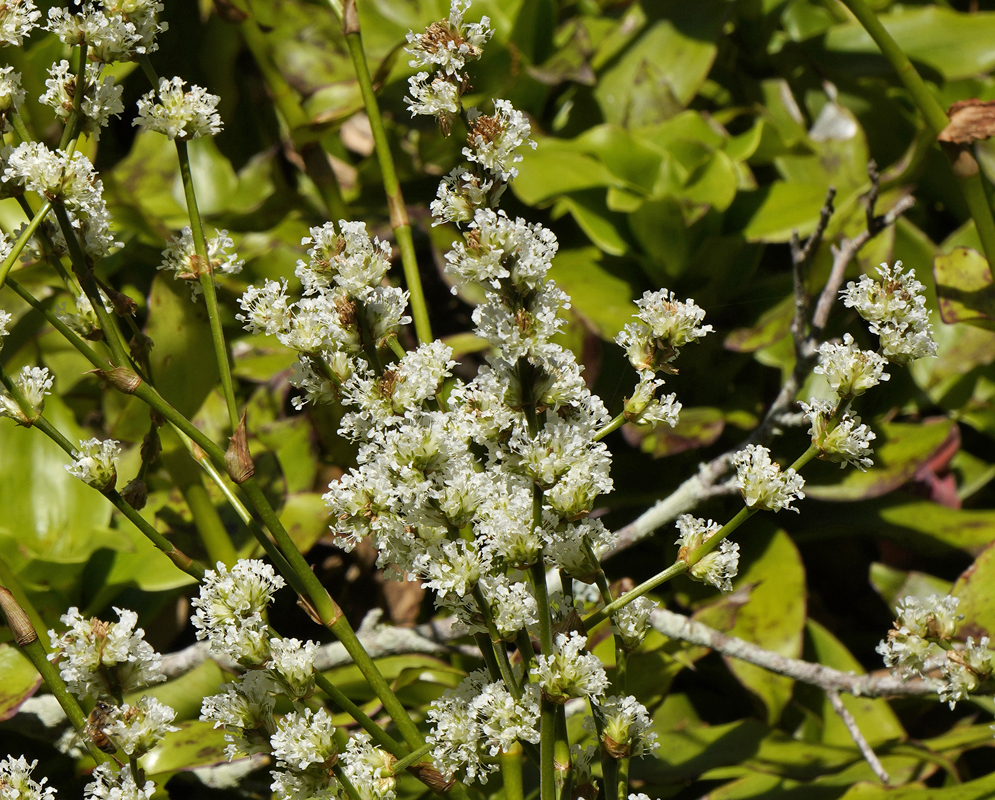 Ornamental green leaves and an inflorescence with white flowers