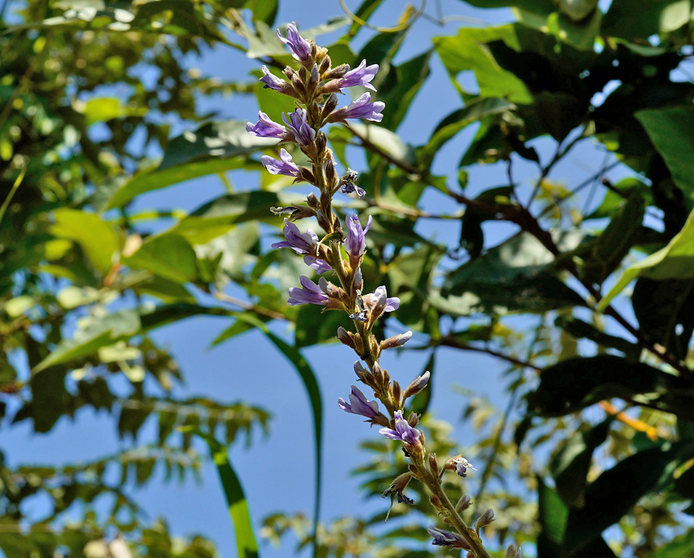A tall flowering spike of Calopogonium caeruleum bearing small violet-blue blossoms against a background of green foliage and blue sky