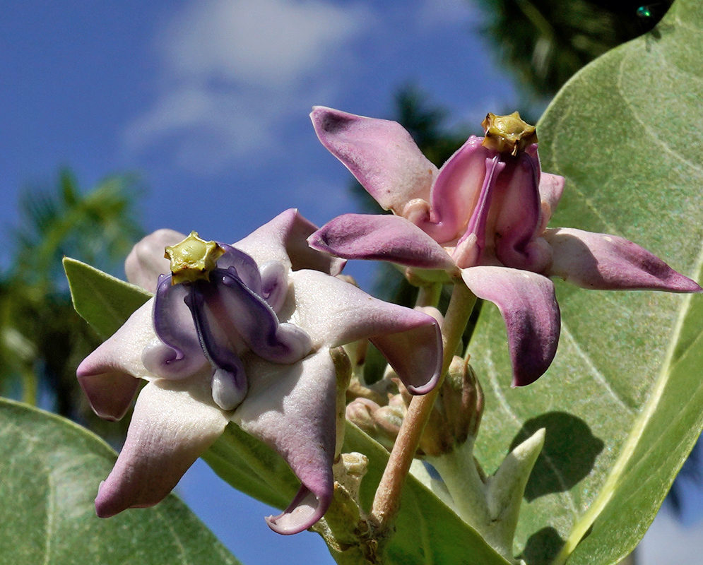 Calotropis gigantea Flowers Two star-shaped Calotropis gigantea flowers with thick lavender petals and a central yellow crown against large green leaves and a blue sky