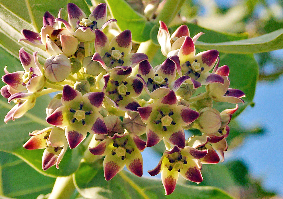 Calotropis procera white flower petals with a maroon-colored tips and crown Calotropis procera 