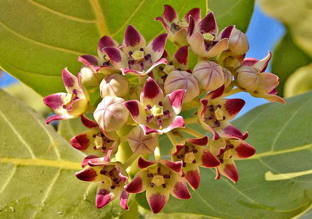 White five petals flowers with purplish-colored tips and a purplish crown Calotropis procera 