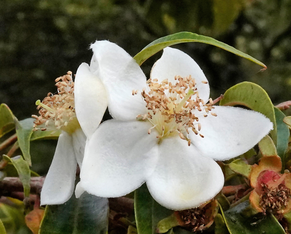 wo white Calycolpus moritzianus flowers in full bloom with soft, velvety petals and prominent stamens, surrounded by waxy green leaves