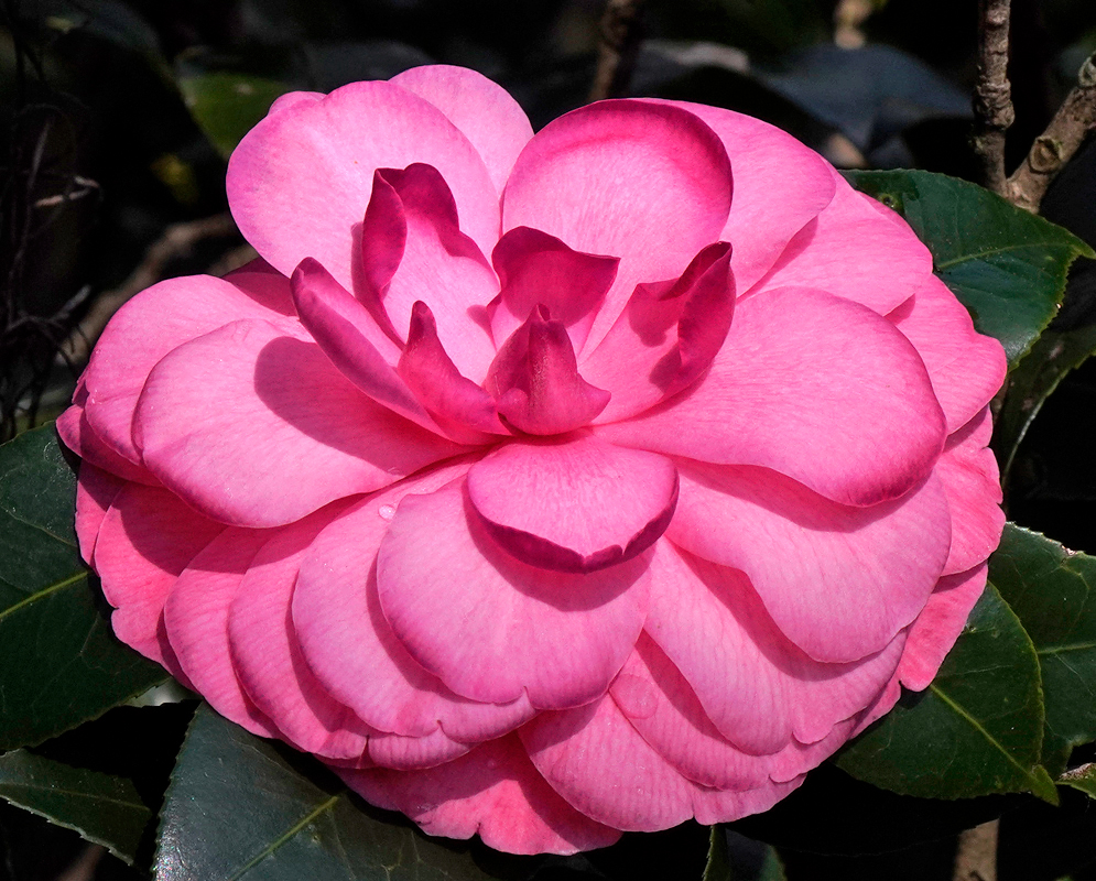 A Camellia japonica double rose flower