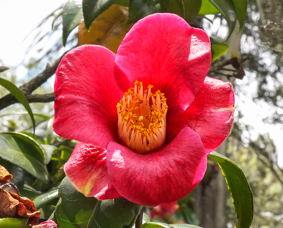 A Camellia japonica double rose flower in the shade