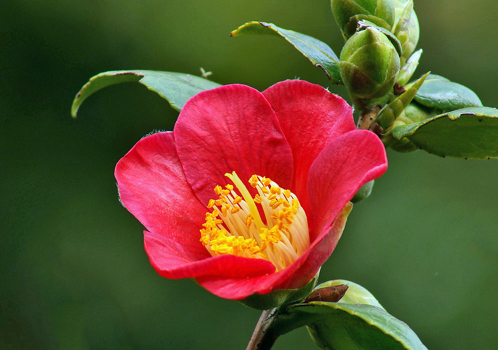 Very attractive bright red Camellia japonica flower with yellow stamens