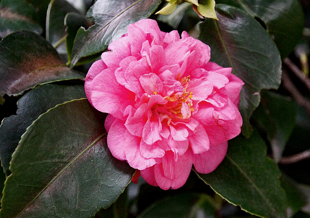 A pink Camellia japonica double flower