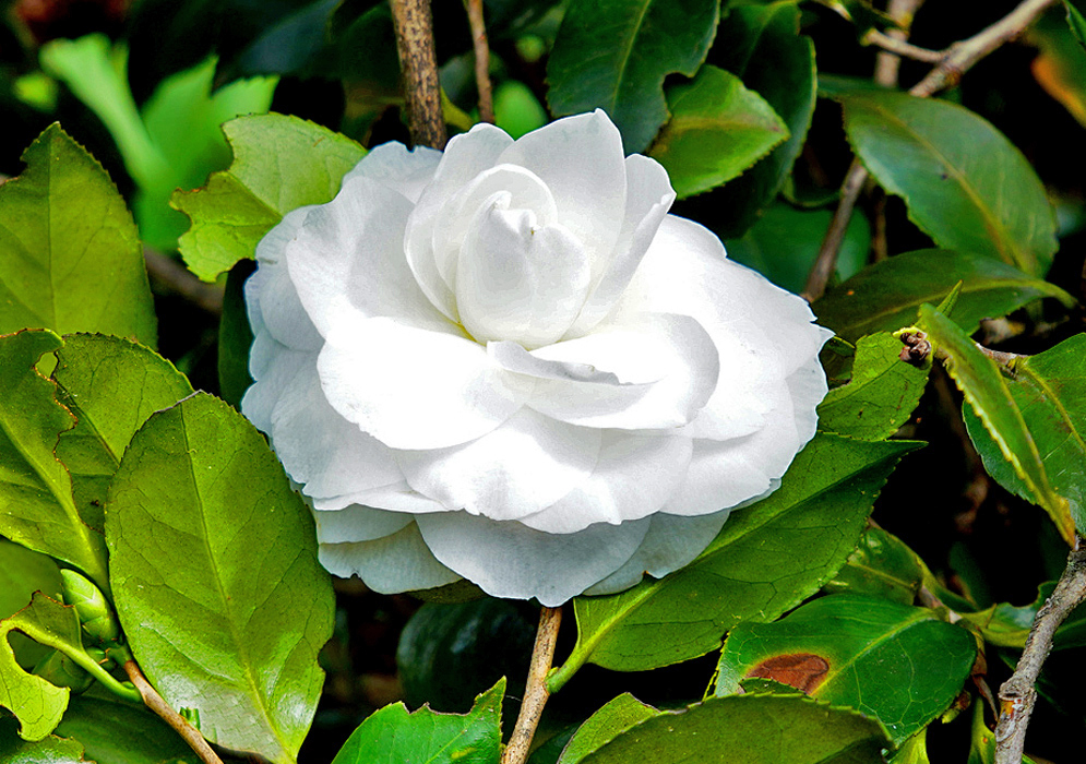 A pure white double Camellia japonica flower