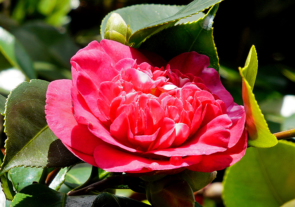 A Camellia japonica double red flower with patches of white on the petal in sunlight