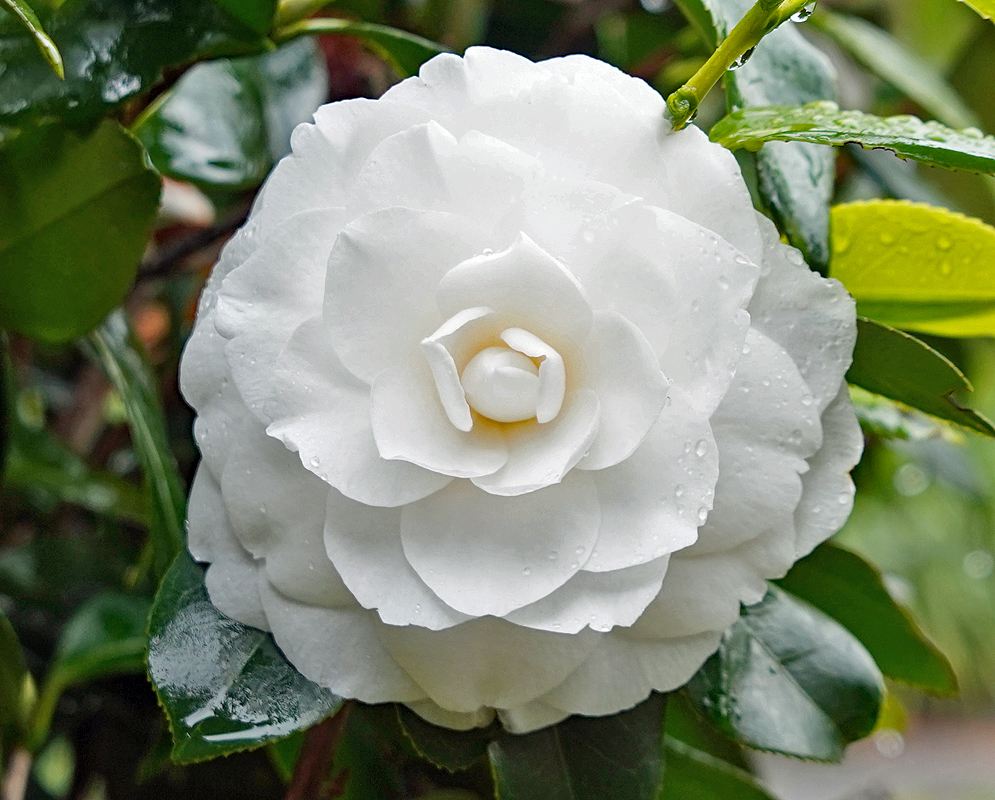 Camellia japonica white flower covered in raindrops