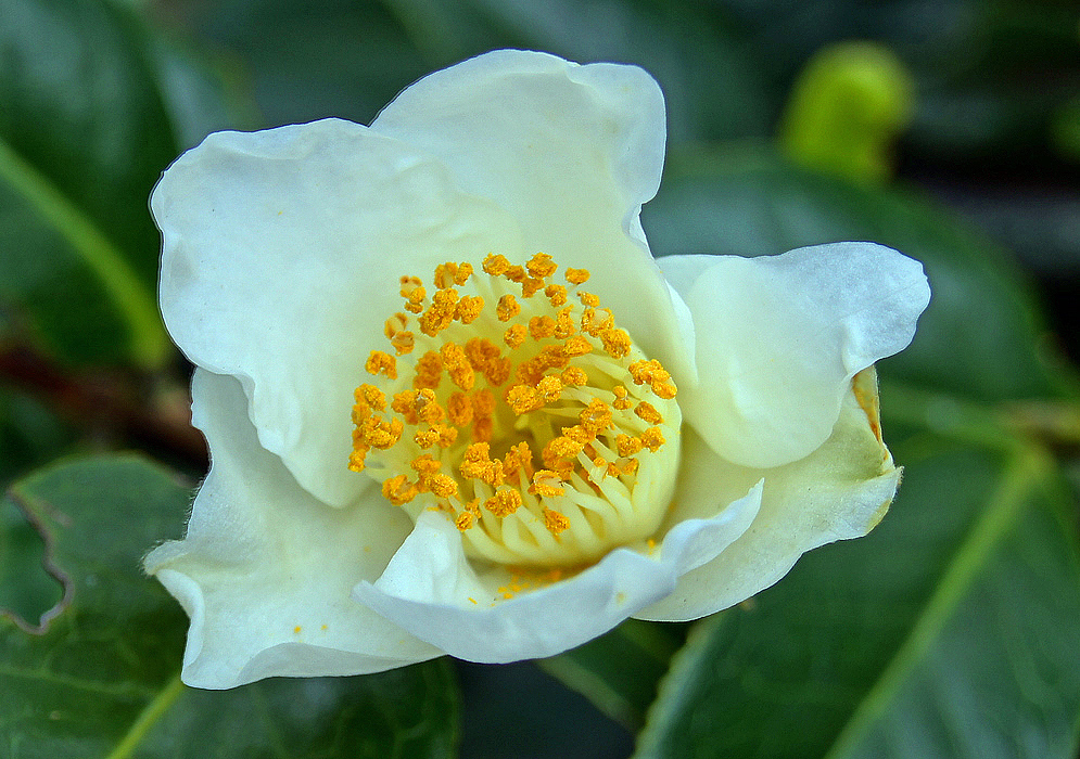 A single white flowerCamellia japonica with cream color filaments and bright yellow anters