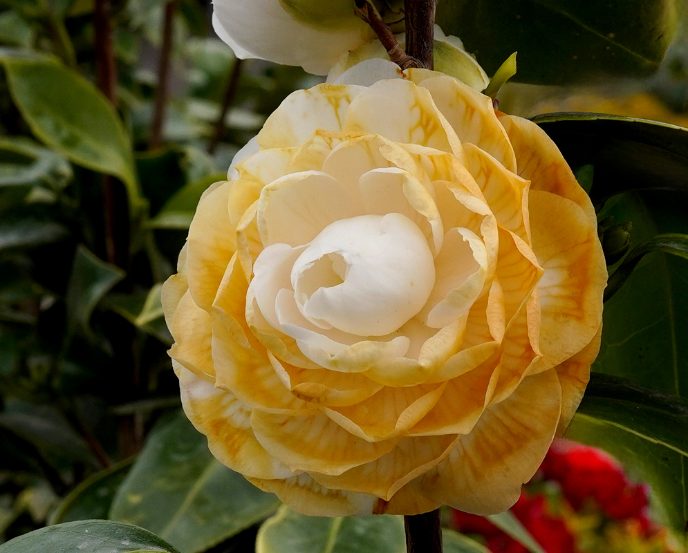A fully open Camellia japonica flower with tightly layered yellow and creamy white petals, surrounded by glossy dark green leaves