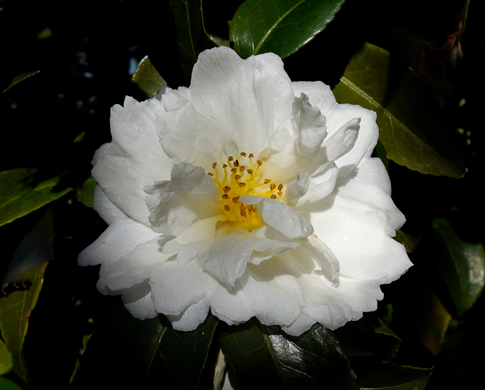 A Camellia japonica double red flower with patches of white on the petal