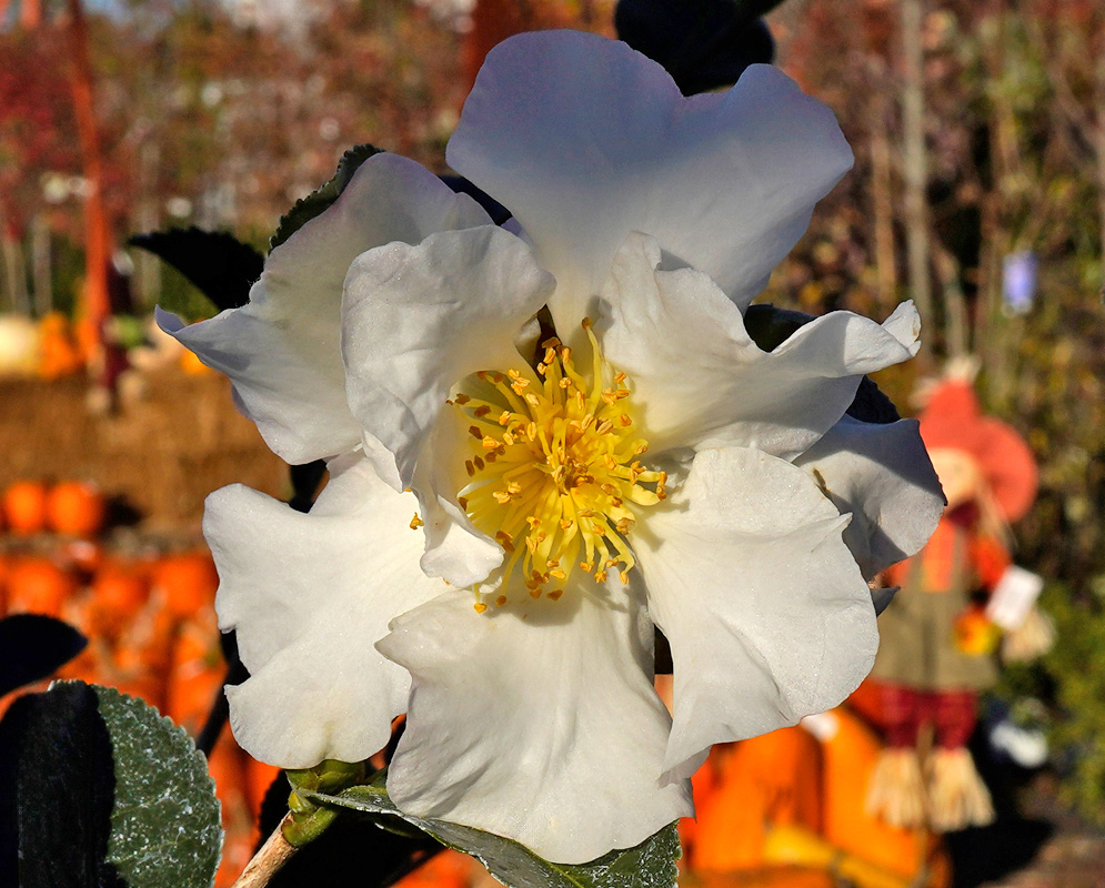 A white Camellia sasanqua setsugekka  flower with ruffled petals and a prominent cluster of golden-yellow stamens at its center