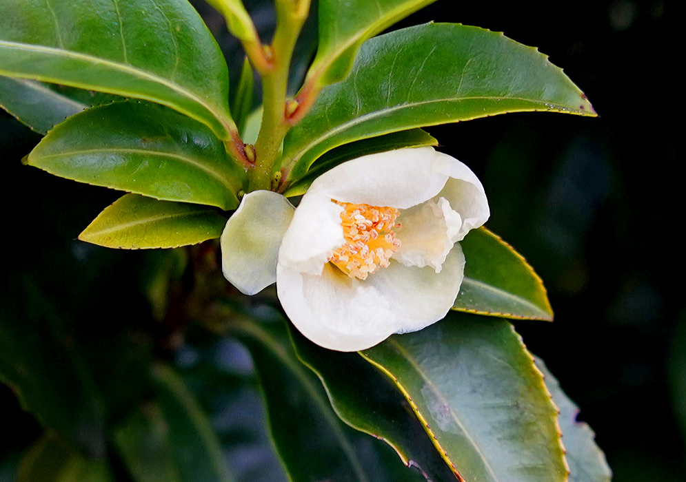 A Camellia sinensis flower with white petals, yellow filaments and white anthers