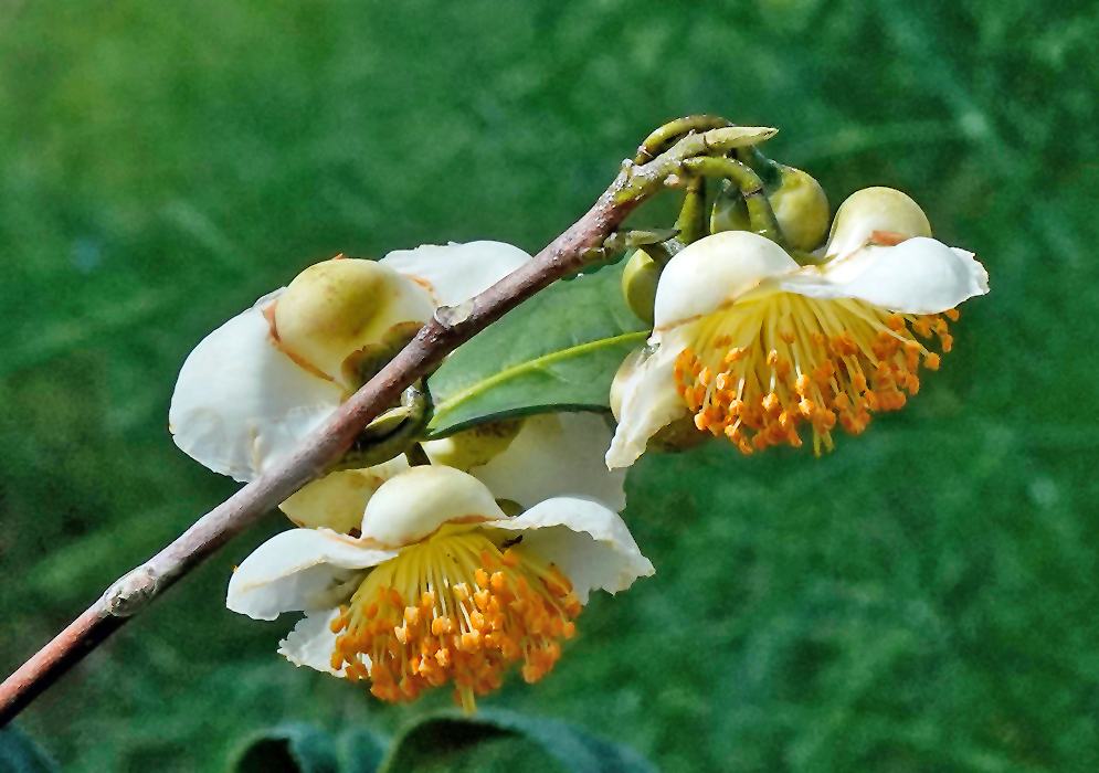 Camellia sinensis Blossoms Several blooming Camellia sinensis flowers with rounded white petals and bright yellow stamens clustered along a single branch