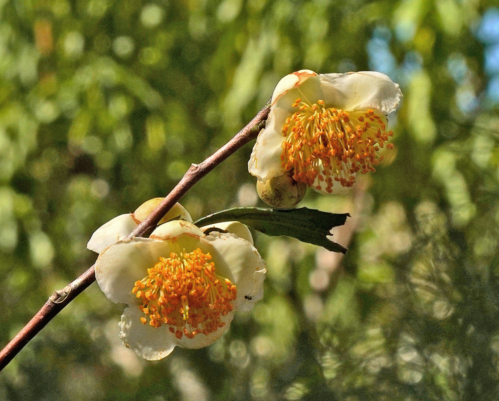 Camellia sinensis Twin Flowers Two white Camellia sinensis flowers with prominent orange stamens extending from their centers, set on a thin branch with green background