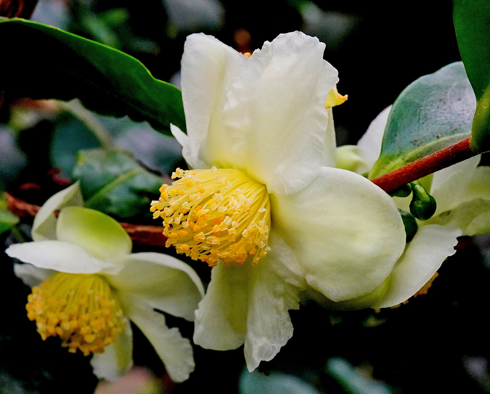 Camellia sinensis White Flower A fresh white Camellia sinensis flower with soft petals and a large cluster of golden-yellow stamens, blooming along a woody branch