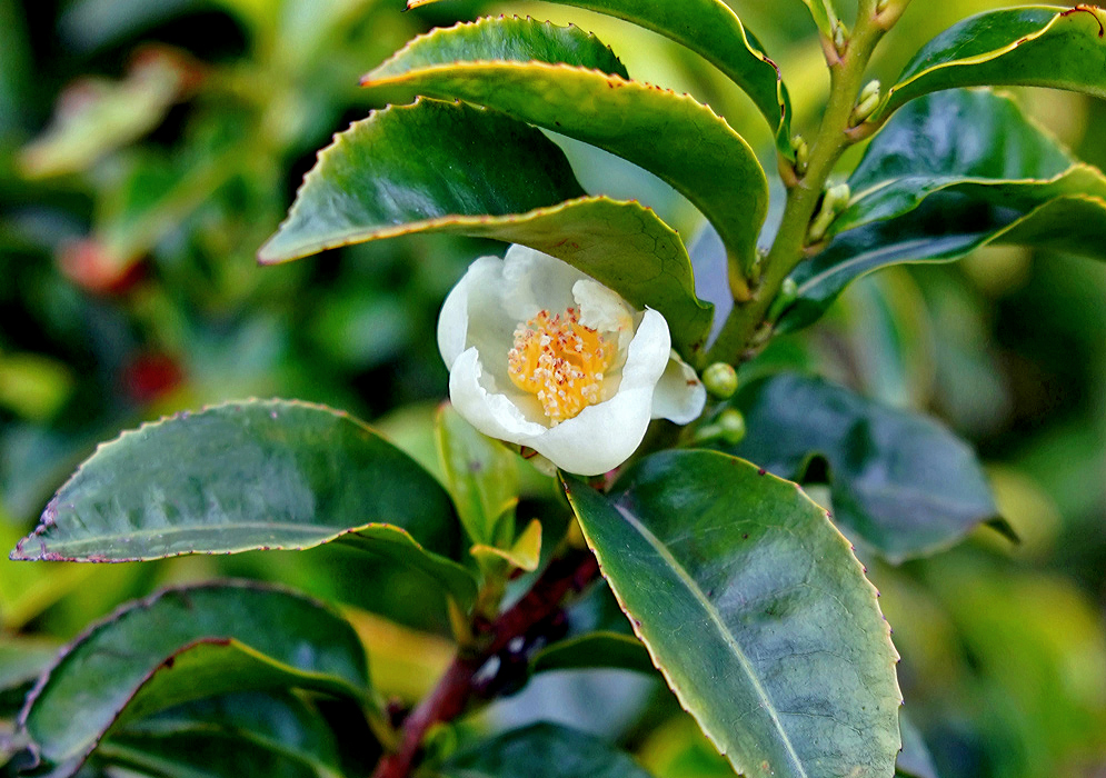 A white Camellia sinensis flower