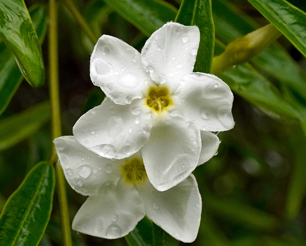 Cameraria retusa White Flowers Two white Cameraria retusa flowers with five rounded petals and yellow throats, dotted with raindrops against slender green leaves
