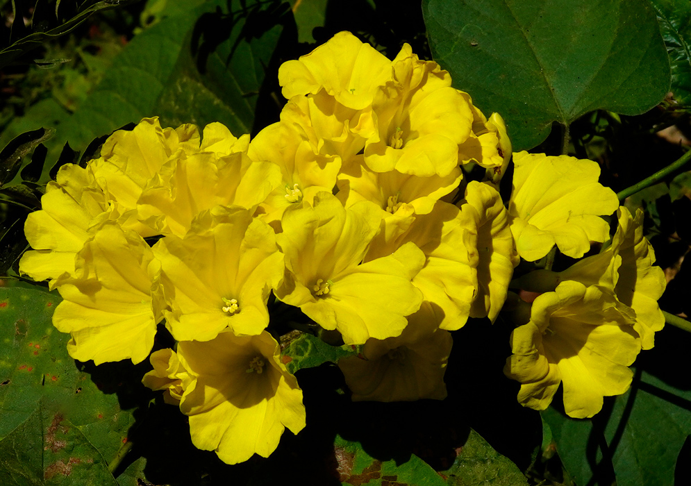 Camonea umbellata Bright Yellow Blooms A dense grouping of golden yellow Camonea umbellata flowers illuminated by sunlight