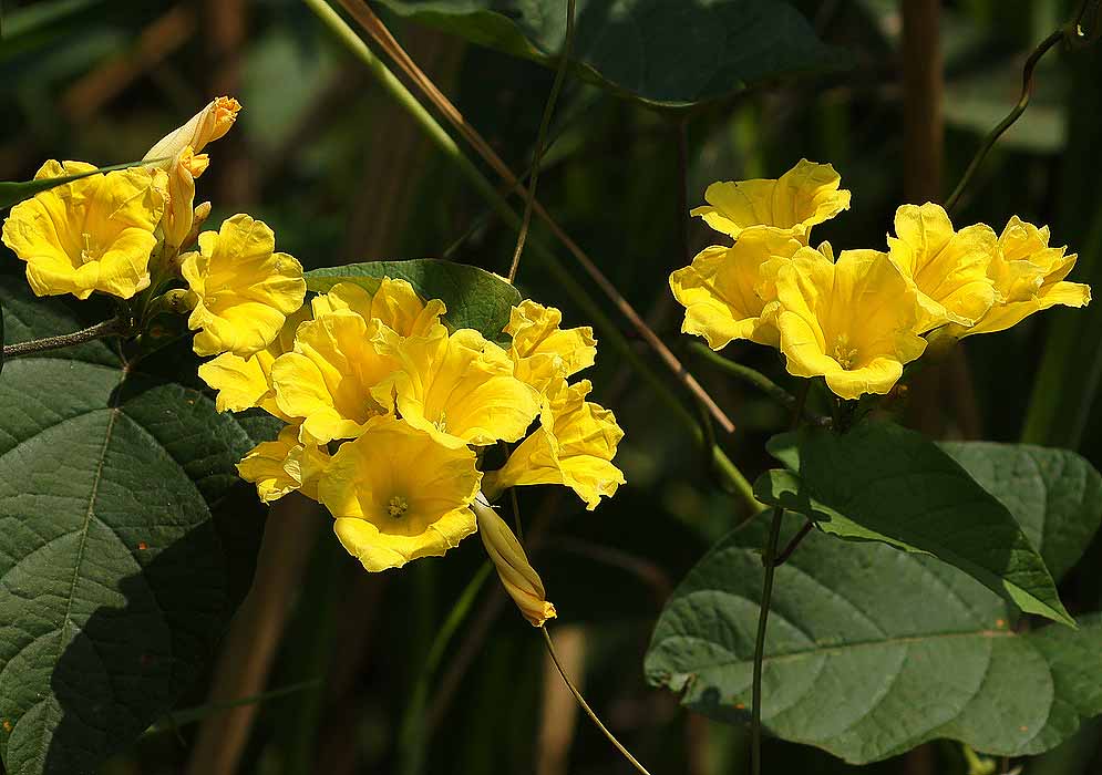 Clusters of yellow Camonea umbellata flowers in sunlight