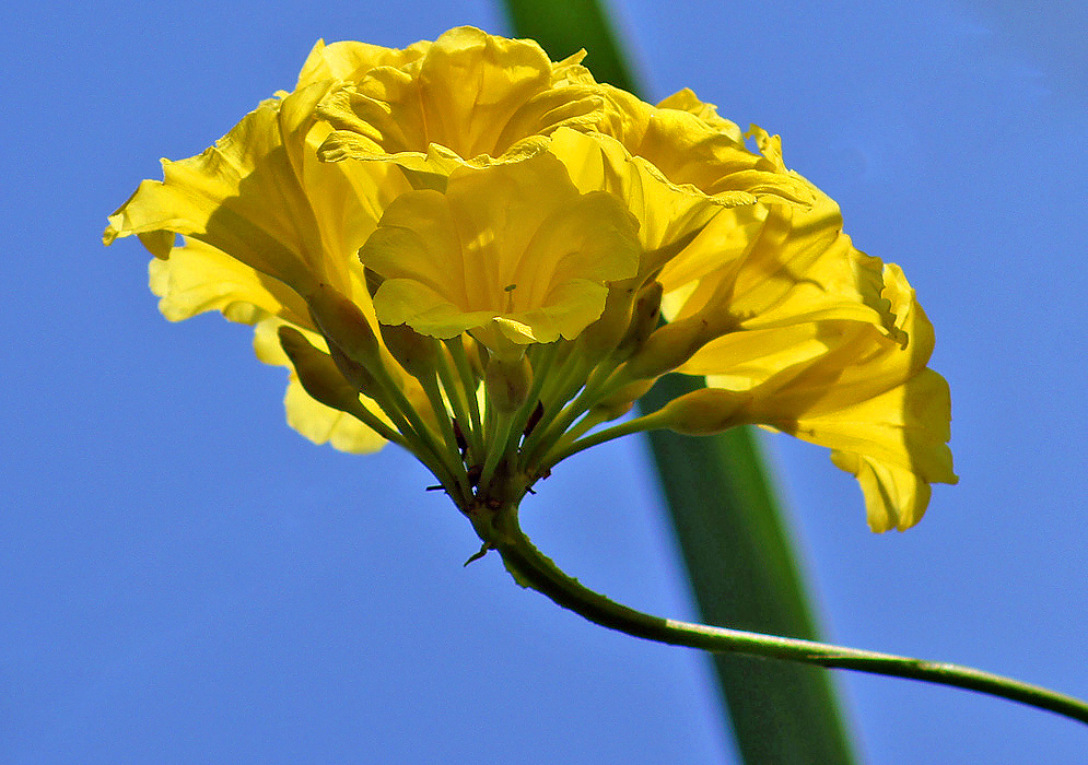 A cluster of yellow Camonea umbellata flowers under blue sky