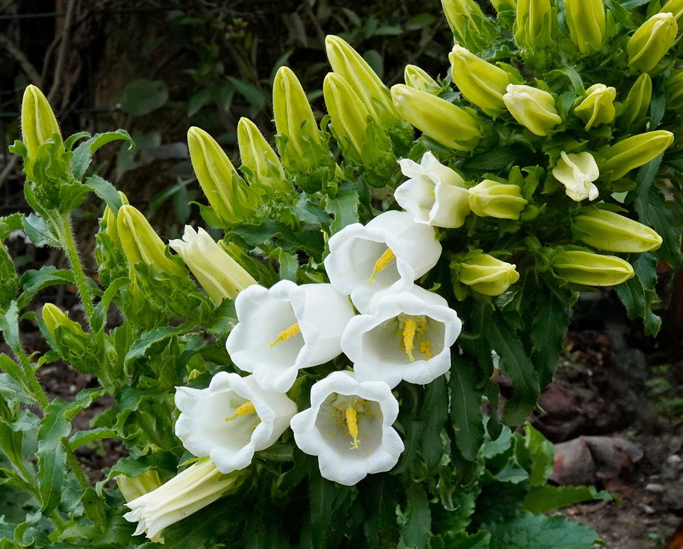 Campanula medium White Flowers A cluster of white Campanula medium flowers with bell-shaped blooms and prominent yellow stamens surrounded by numerous unopened buds