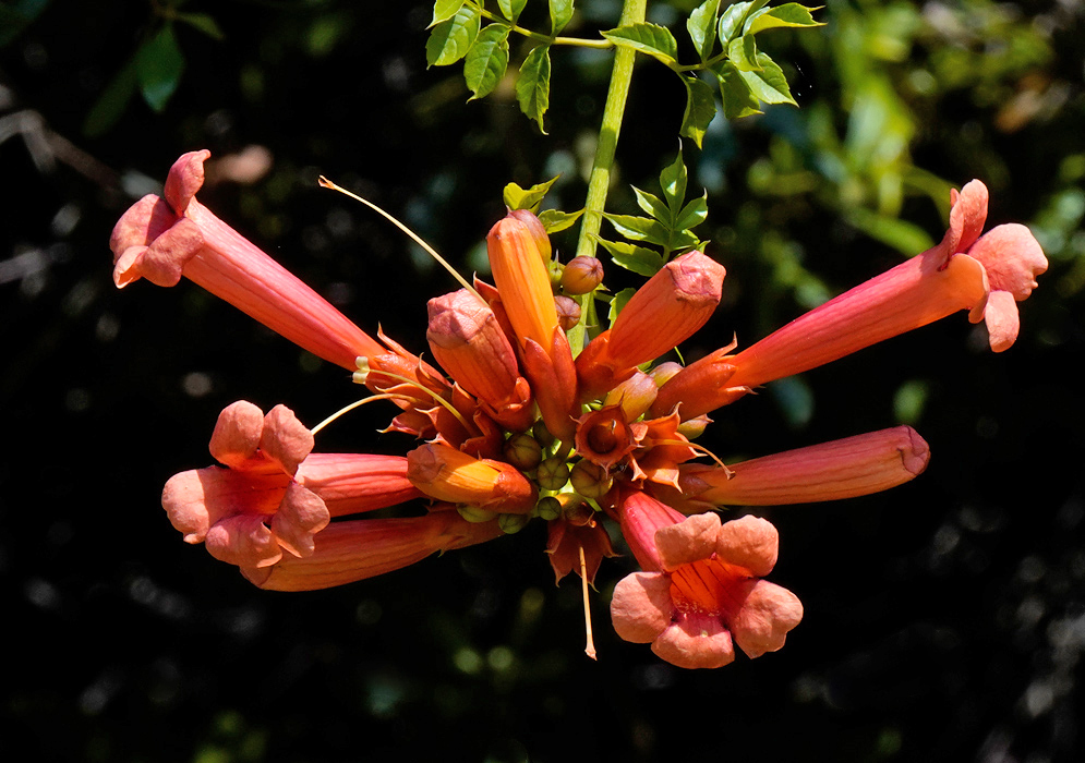Campsis radicans Trumpet Flowers A cluster of elongated, trumpet-shaped orange-red Campsis radicans flowers hanging from a vine with pinnate green leaves