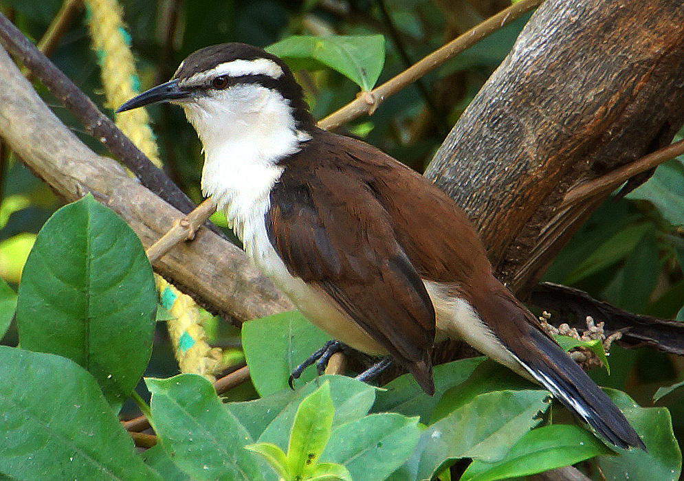 A bicolored wren with a white breast and brown-colored feathers perched on a branch