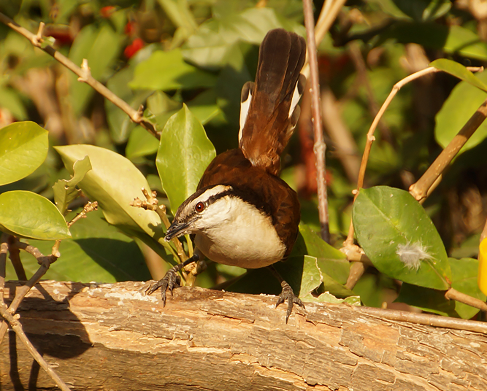 A Campylorhynchus griseus in sunset light with a white breast and brown feather