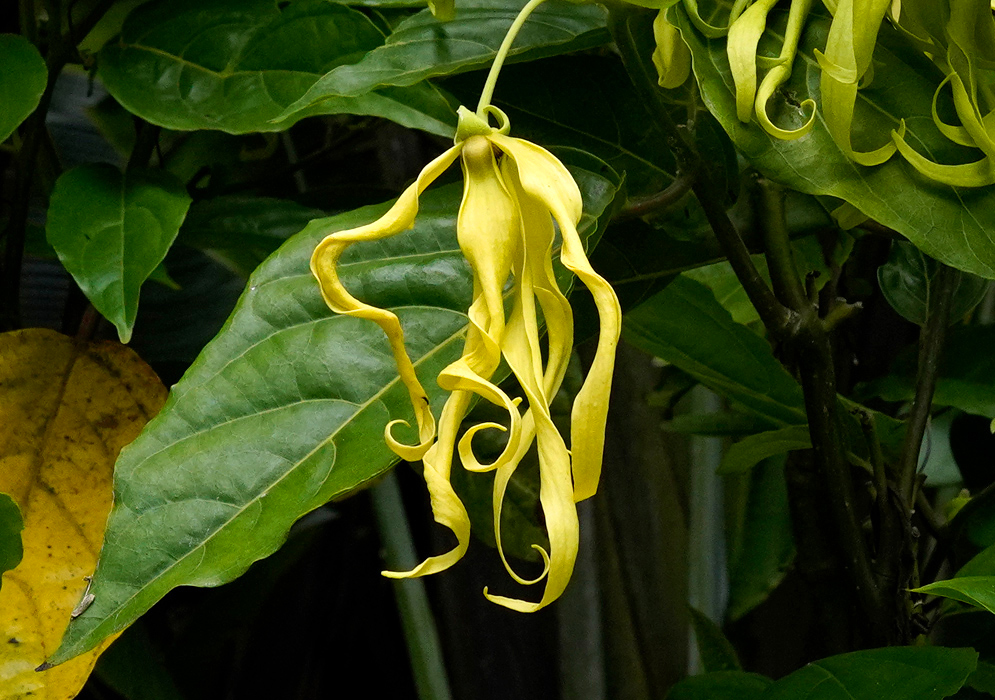 Cananga odorata Flower A single Cananga odorata flower displaying long, spiraled yellow petals in front of a glossy green leaf