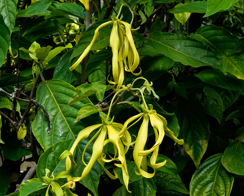Cananga odorata Flowers Yellow Several fragrant yellow Cananga odorata flowers with ribbon-like petals, set against large dark green leave